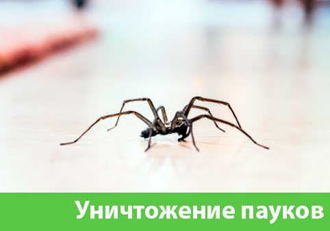 Избавиться от пауков в городе Тула