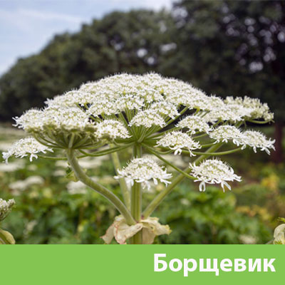 Уничтожение сорняка в Туле