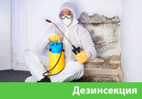 Дезинсекция в городе Тула