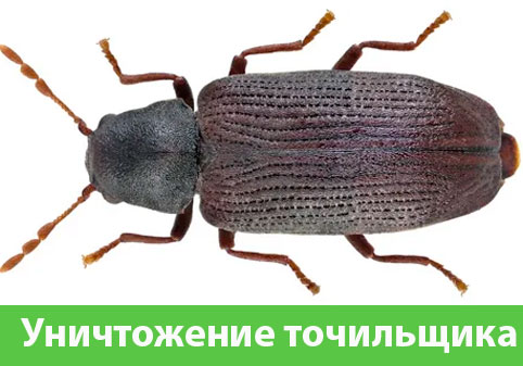 Обработка от точильщика в городе Тула