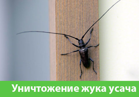 Обработка от жука усача в городе Тула