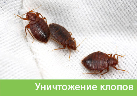 Уничтожение клопов в городе Тула