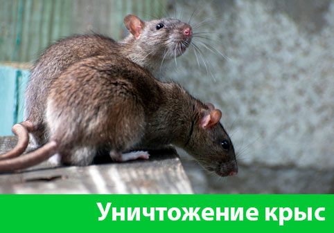 Уничтожение крыс в городе Тула