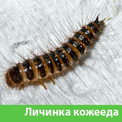 Личинка Кожееда в Туле