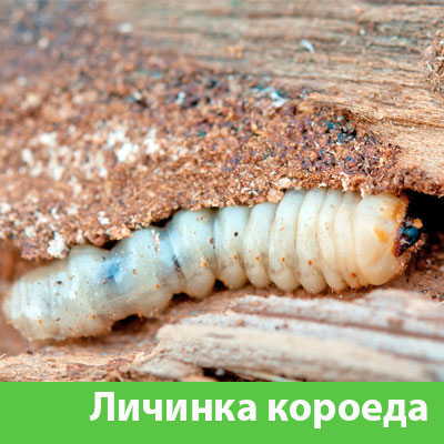 Уничтожение личинок короеда в Туле
