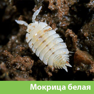 Мокрица в Туле фото
