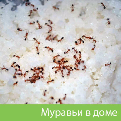 Муравьи в доме в Туле
