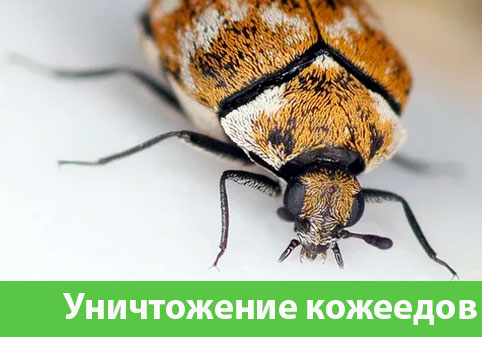 Обработка от кожееда в городе Тула 