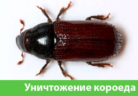 Обработка от древоточца в городе Тула