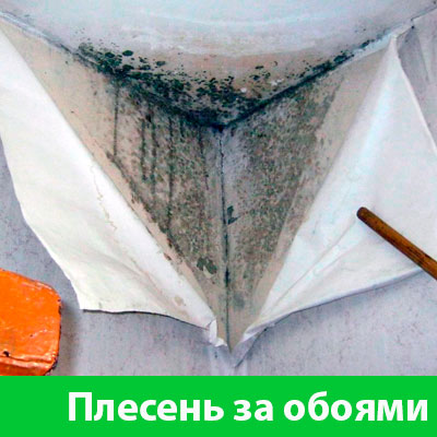 Удаление плесени в Туле