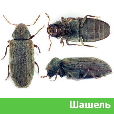 Обработка от шашеля в городе Тула