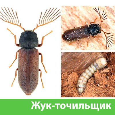 Уничтожение точильщика и личинок в Туле