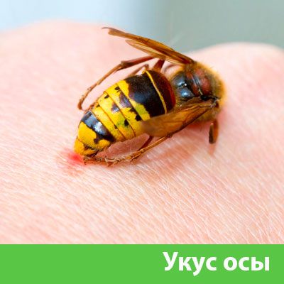 Профессиональное уничтожение ос и шершней в Туле