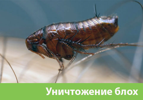 Уничтожение блох в городе Тула