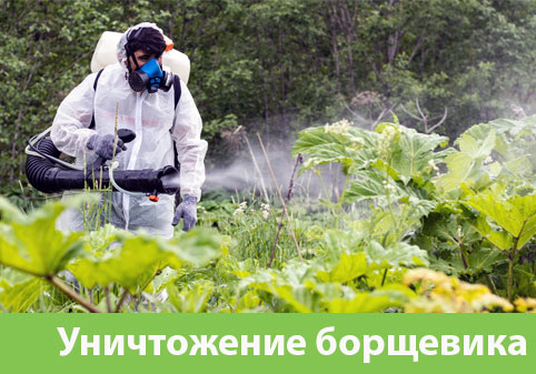 Уничтожение Борщевика в городе Тула