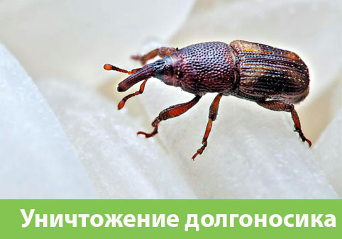Уничтожение долгоносиков в городе Тула