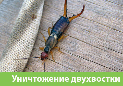 Уничтожение двухвостки в городе Тула