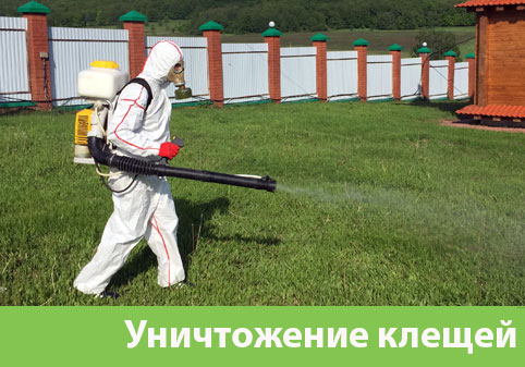 Уничтожение клещей в городе Тула