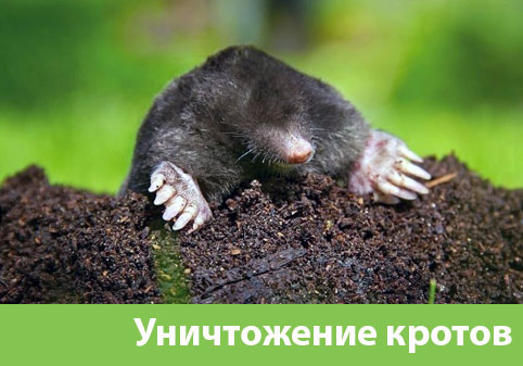 Уничтожение кротов в городе Тула
