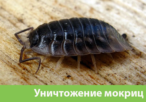 Мокрицы в квартире в городе Тула