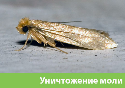 Уничтожение моли в городе Тула 