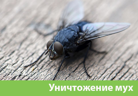 Уничтожение мух в городе Тула