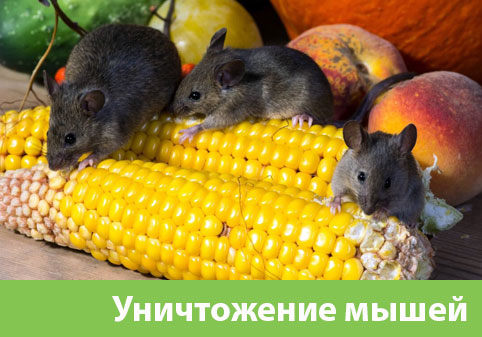 Уничтожение мышей в Туле