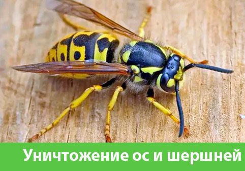 Уничтожение ос и шершней в городе Тула